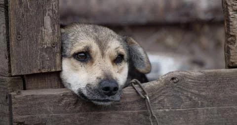 Chipre: Destacan graves problemas de bienestar animal