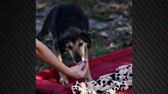 Campaña para la adopción de perros adultos de refugios