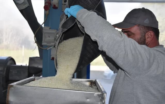 Mastiha de Quíos: 20 millones de euros de ingresos para los productores