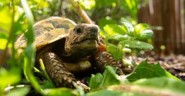 Tortugas se 'suicidan' en la isla Gran Prespa debido al abuso