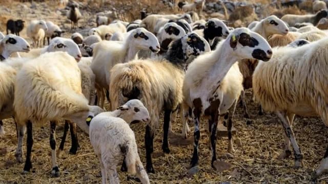 לריסה: מעצרים בגין הפרת אמצעים נגד אבעבועות צאן ובקר