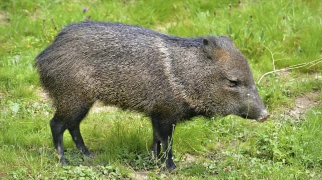 Fukushima: Hybrid Pig-Wild Boar Emerges After Nuclear Accident