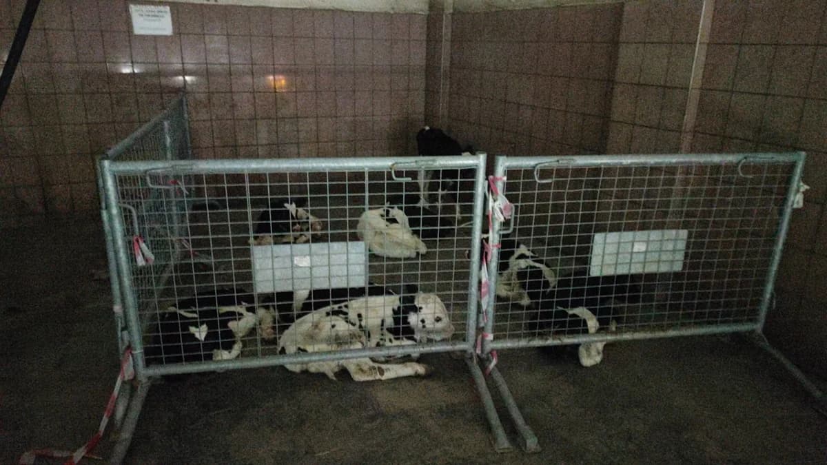 Griechischer Zyprer wegen Viehschmuggels in besetzten Gebieten verhaftet