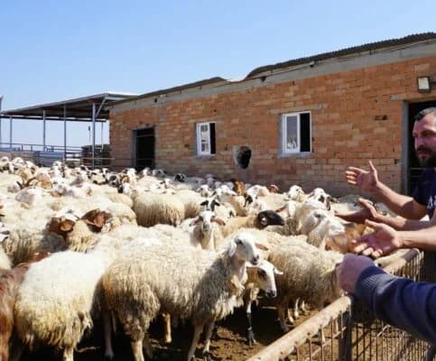 Κτηνοτρόφοι: Αγωνία για τον αφθώδη πυρετό και οικονομική στήριξη