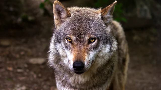 Wolf Attack on Hikers in Tatoi – Safety Instructions