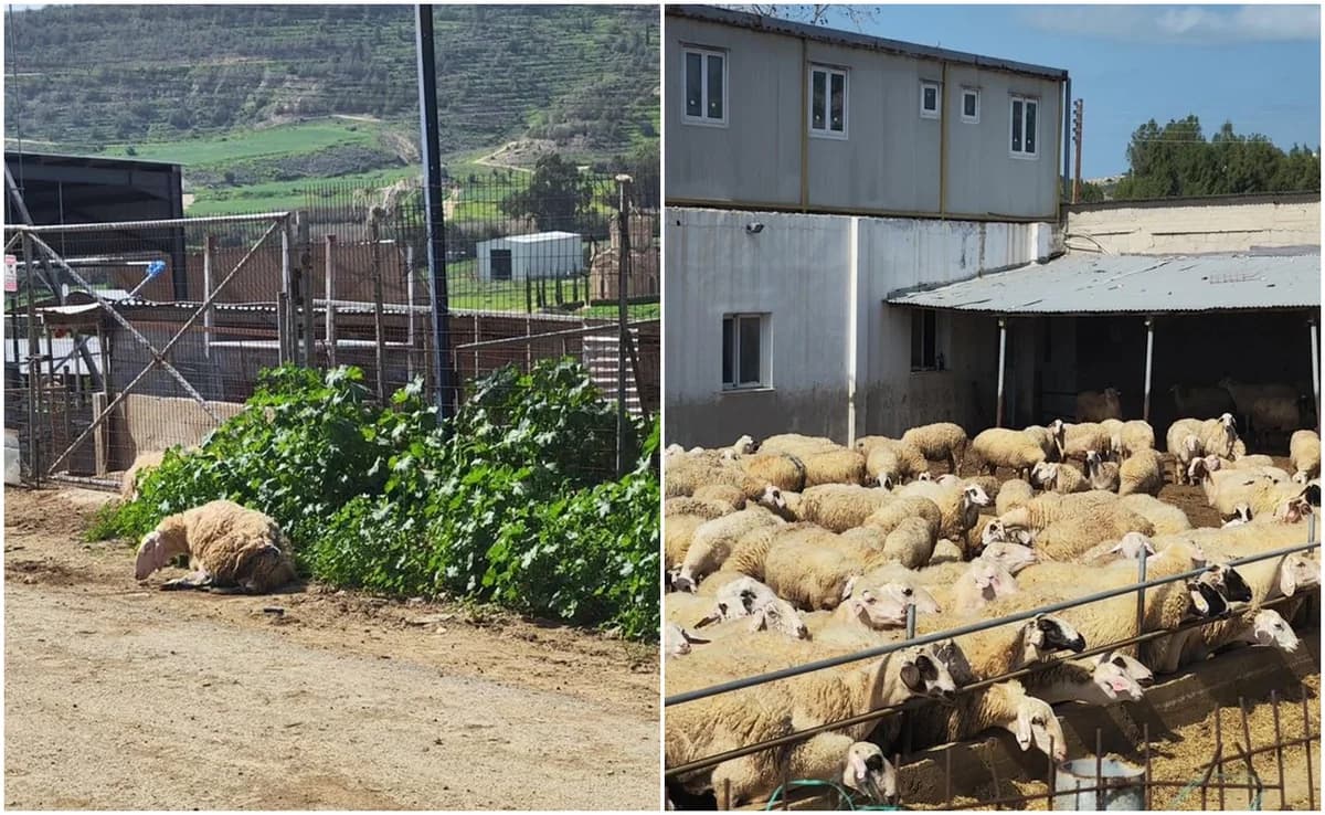 Oroklini y Livadia en alerta por la fiebre aftosa