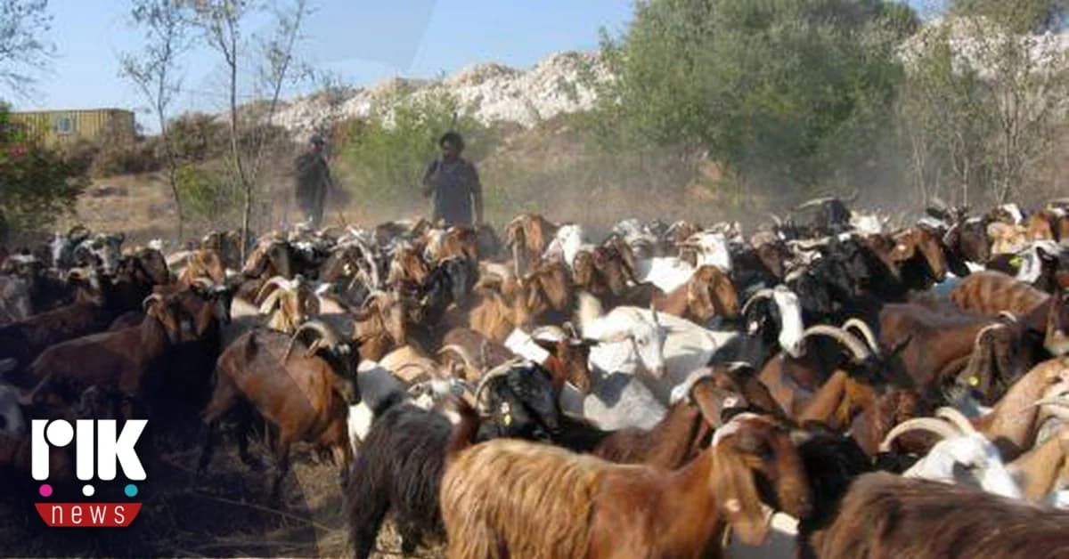 קדחת הפה והטלפיים: איסור על תנועת בעלי חיים בקפריסין
