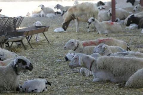 Athienou: Medidas contra la fiebre aftosa – Cierre de carreteras y desinfección de vehículos