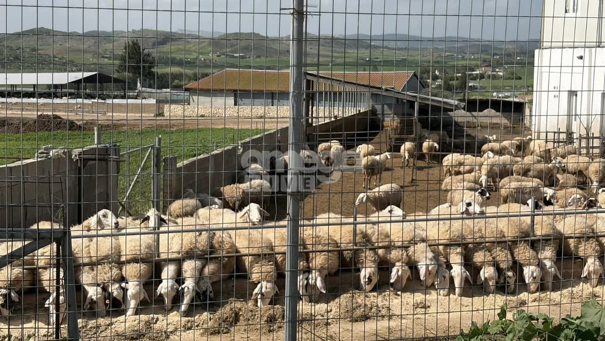 Athienou: Medidas contra la fiebre aftosa tras brotes en áreas ocupadas