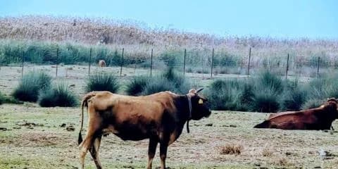 Cerrado al público el pantano de Akrotiri por la fiebre aftosa