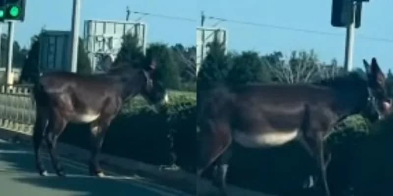 Donkey Wanders on the Streets of Paphos – Video