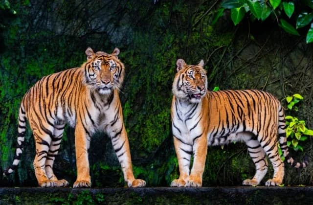 Mueren más de 70 tigres en parque de Tailandia: Investigan el pollo