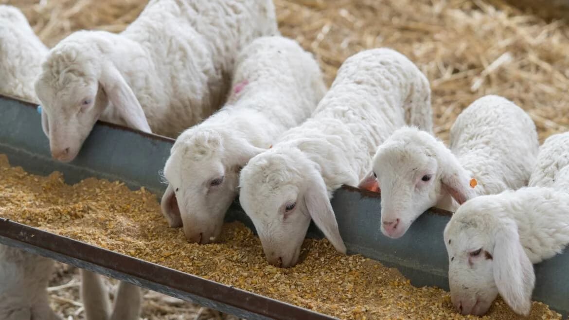 Malestar Agrícola: Agricultor Obligado a Sacrificar 2000 Animales