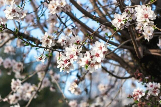 5 Joyful Moments Brought by Spring