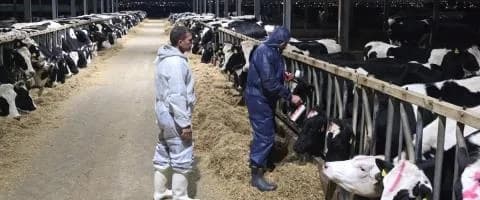 מחלת הפה והטלפיים: השירותים הווטרינריים מגיבים לביקורת