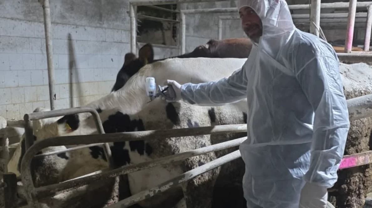 Zypriotischer Käseverband fordert Maßnahmen gegen Maul- und Klauenseuche