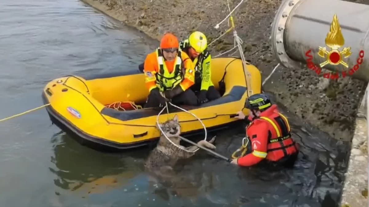 VIDEO: Wölfin aus Kanal in der Nähe von Verona gerettet
