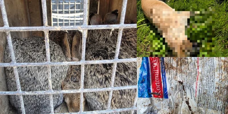 Pano Lefkara: Encuentran perros muertos, liebres enjauladas y pesticidas ilegales
