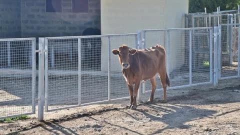 Cierre del Centro de Información Ambiental de Athalassa por Fiebre Aftosa