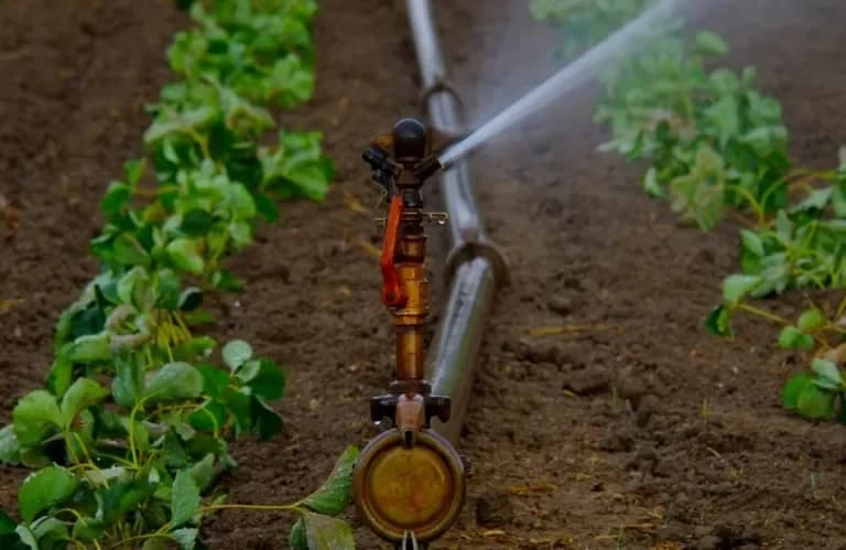 Beschwerden über illegale Bewässerung von Gemüse mit staatlichem Wasser in Zypern