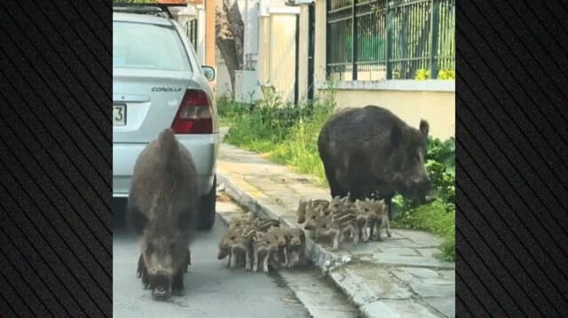 Wild Boar Family Spotted Strolling in Thrakomakedones – Video