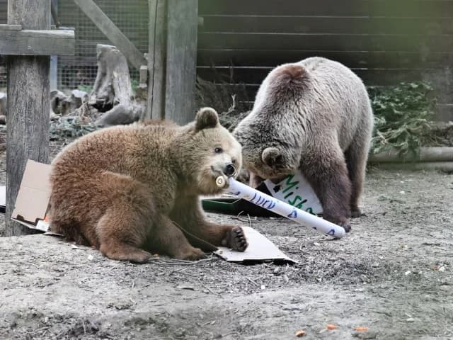 Bears Escape UK Park, Devour Week's Worth of Honey