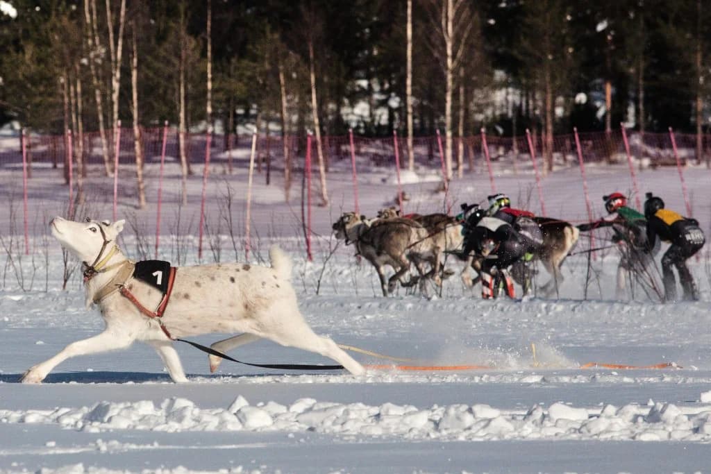 Rentierrennen in Finnland: Pompon gewinnt