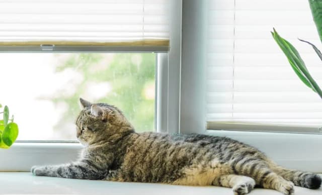 ¿Gatos en apartamentos: felicidad o compromiso?