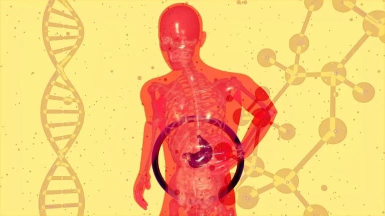 Metabolism: Myths, Truths, and Scientific Explanations